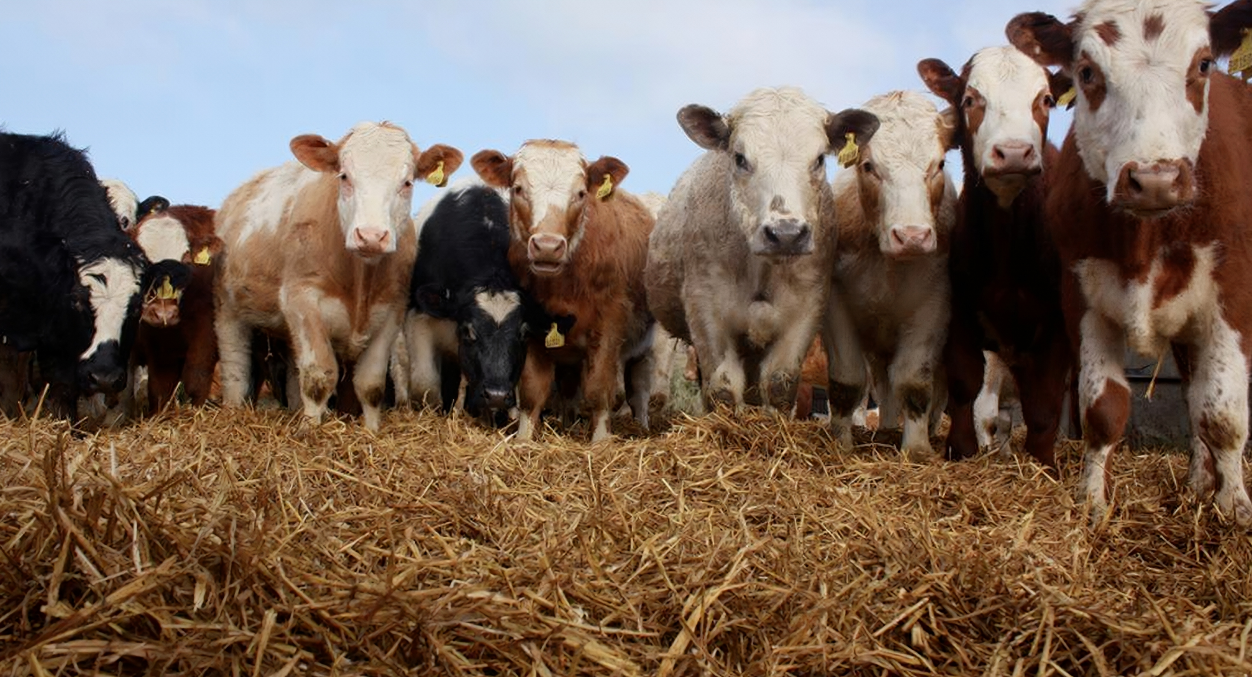 001Cattle001