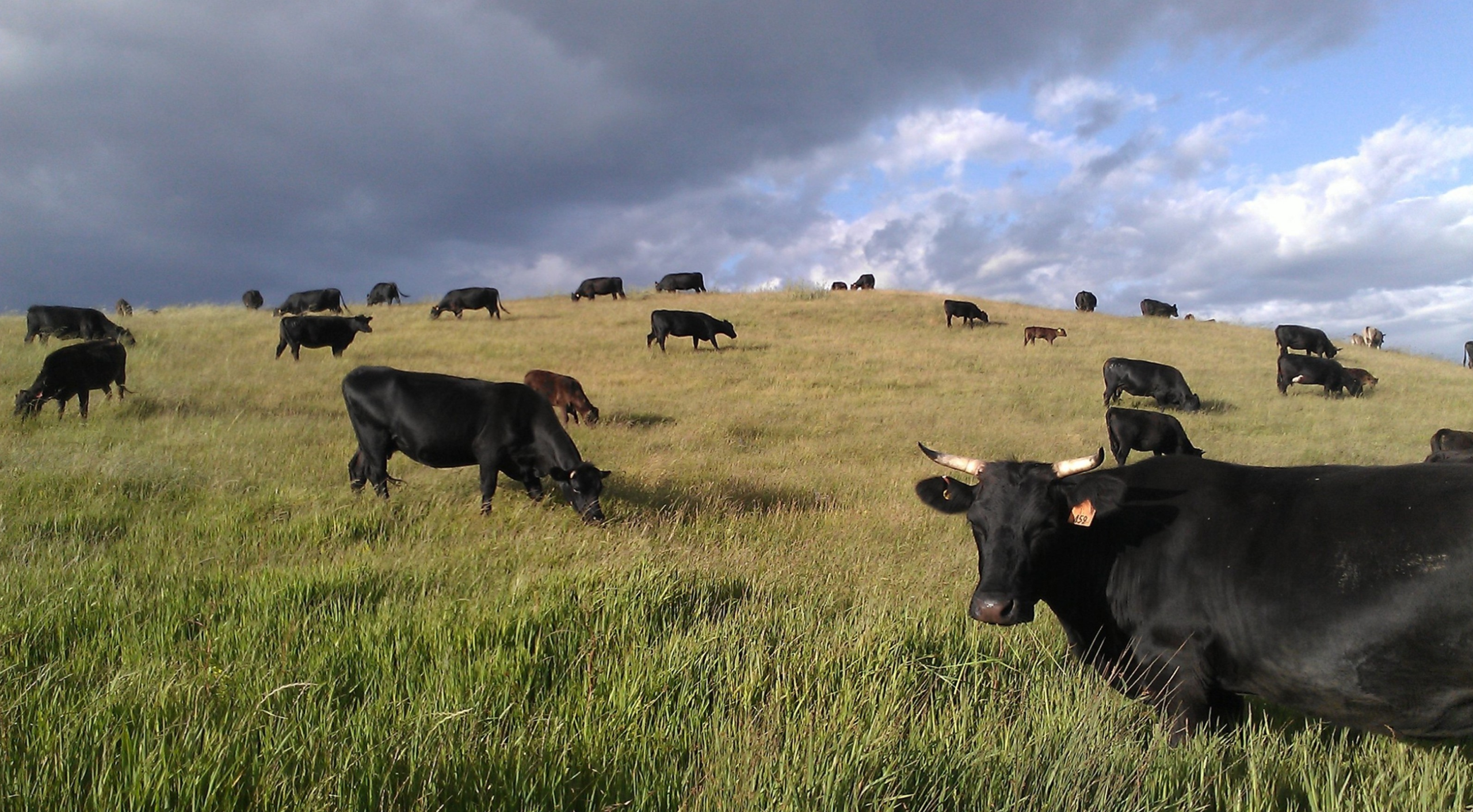 001CattleAgisting001
