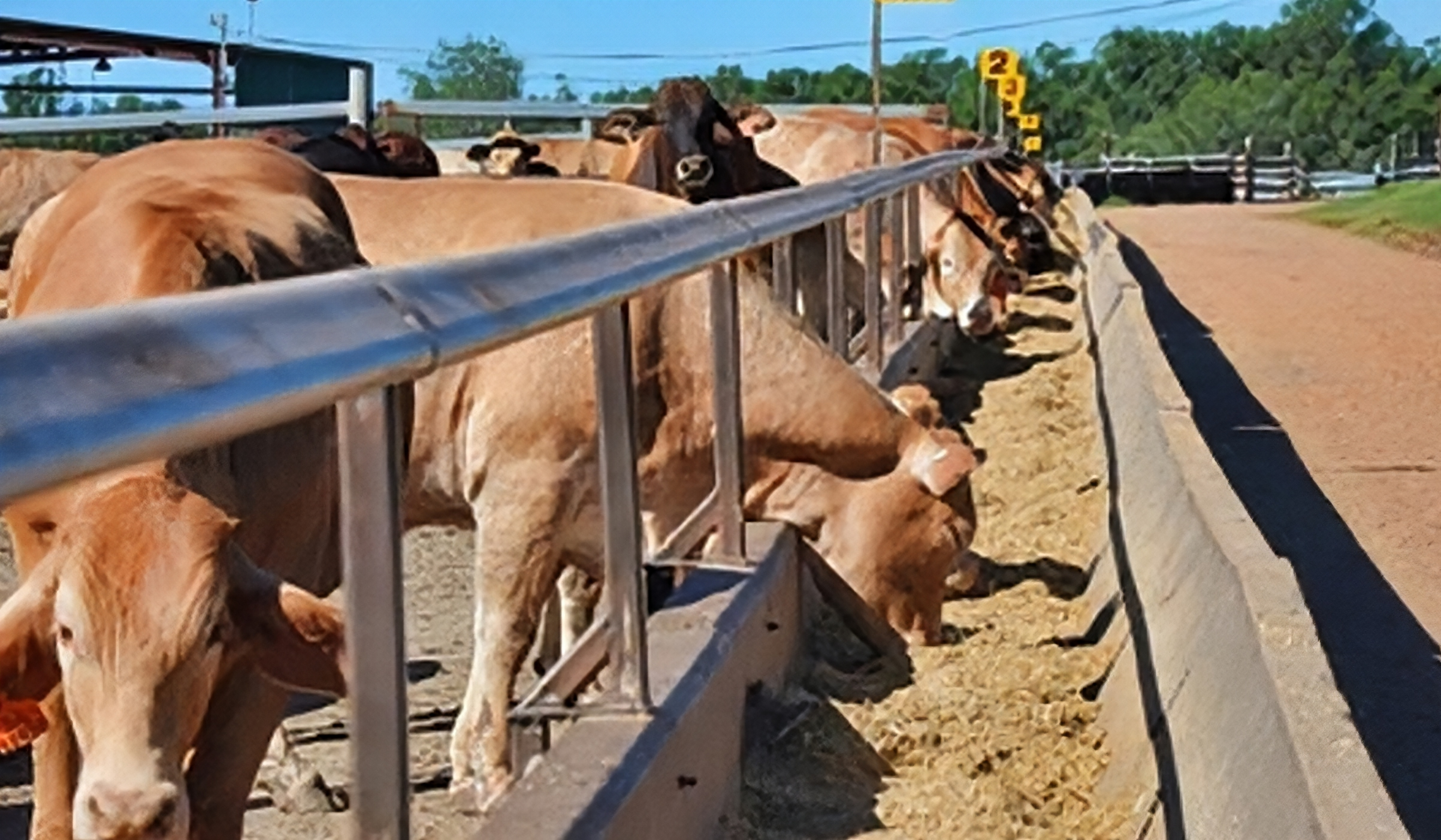 001Feedlot001
