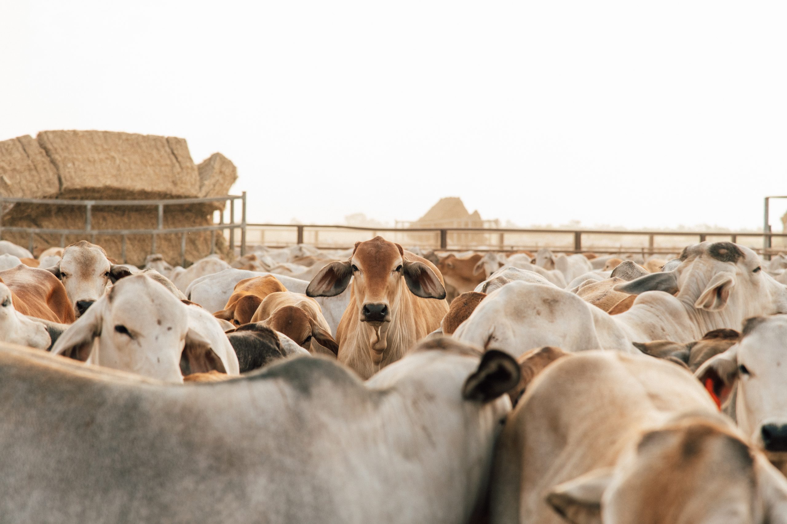 Image for Ag Day Australia photo comp captures the spirit of agriculture