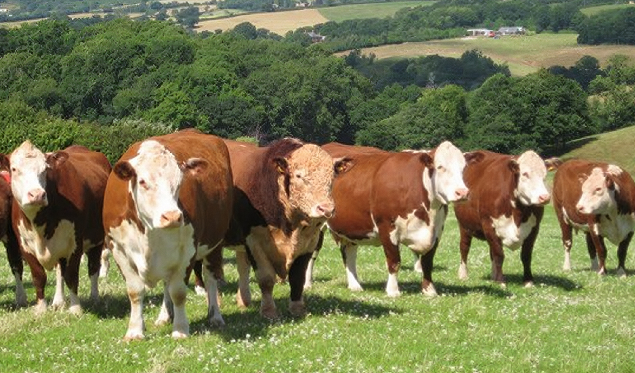 Cattle002