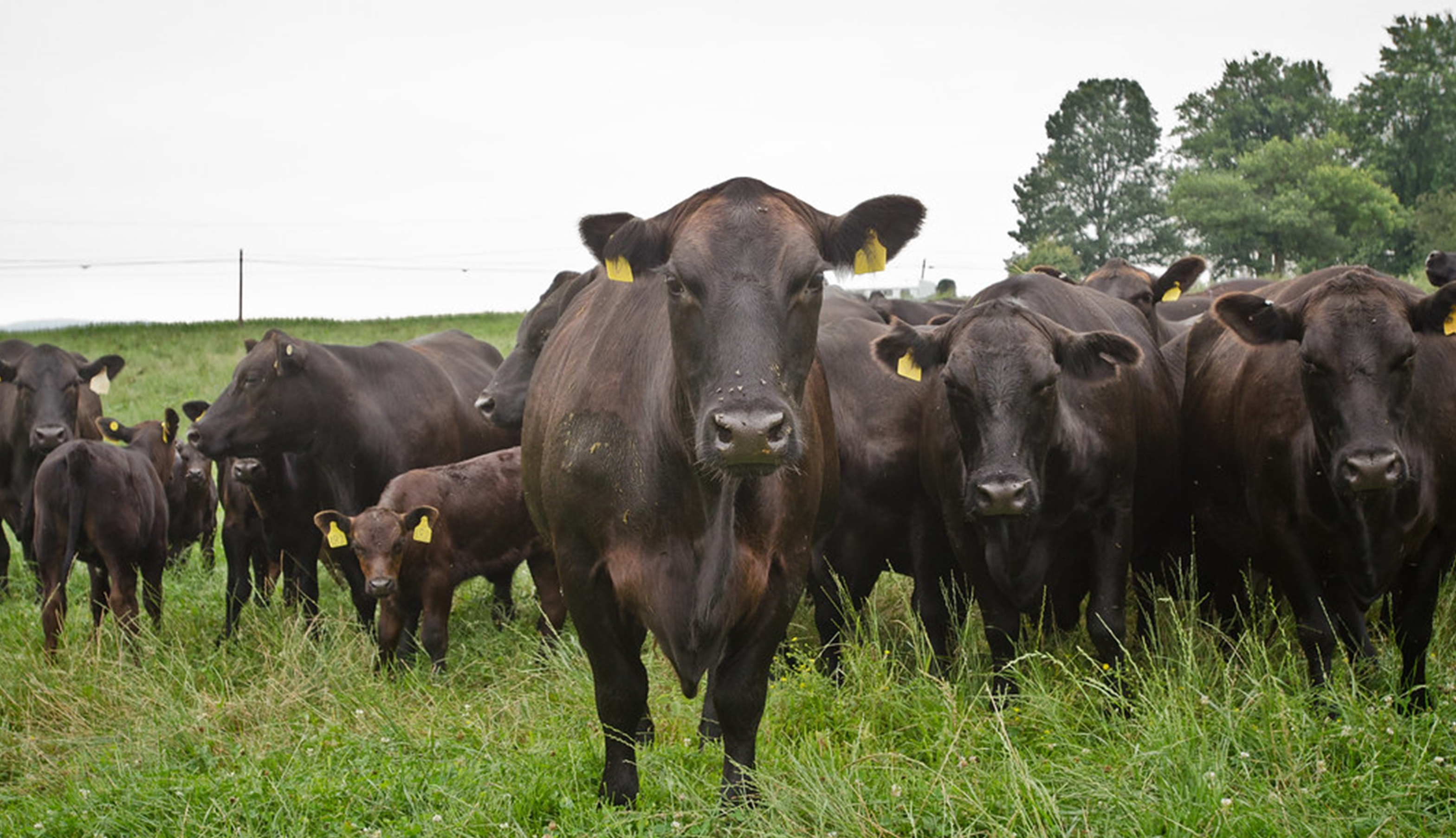 Cattle002