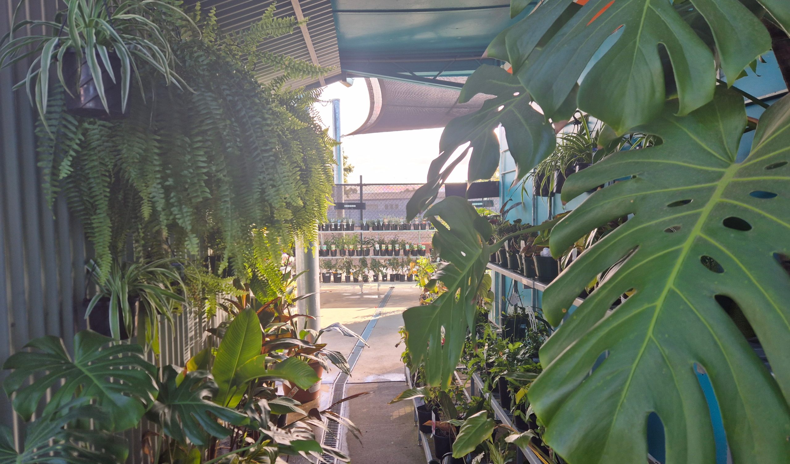 Image for Sasha at Dipper’s Garden Centre in Moree has springtime planting sorted