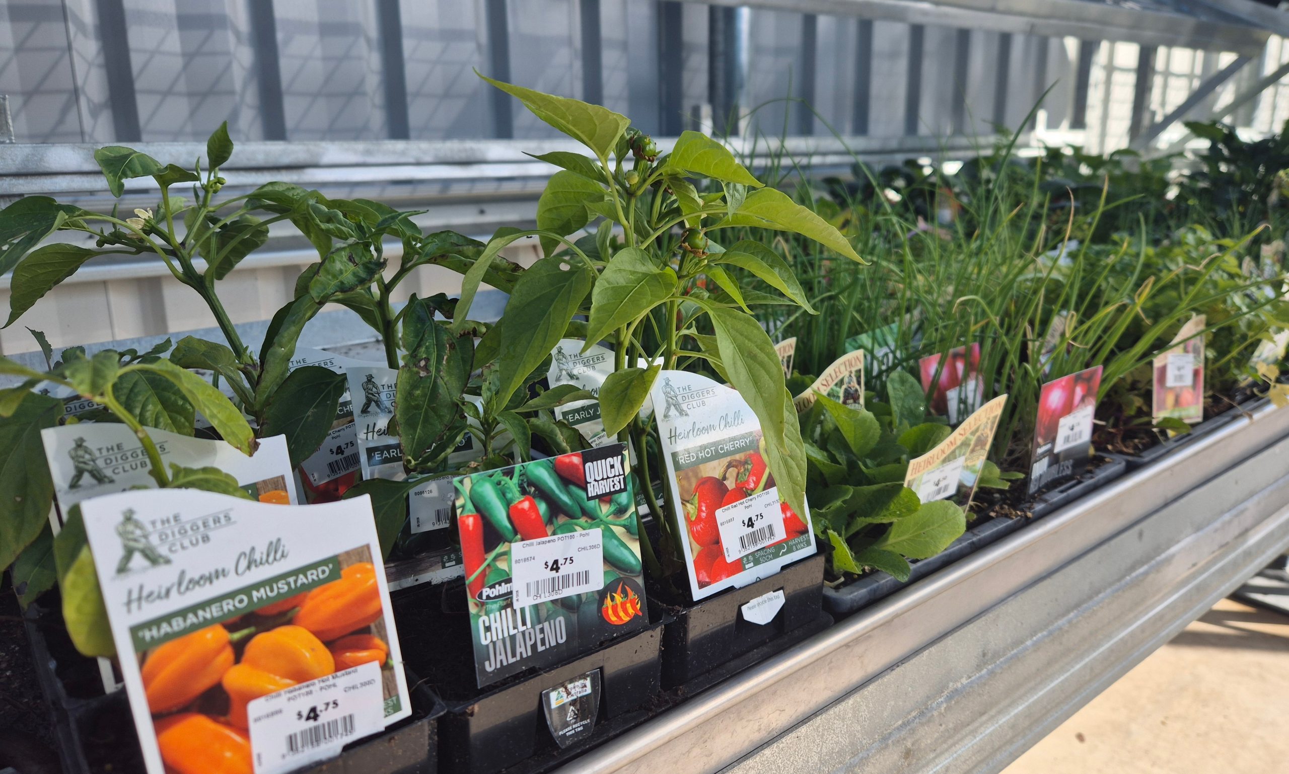 Image for Sasha at Dipper’s Garden Centre in Moree has springtime planting sorted