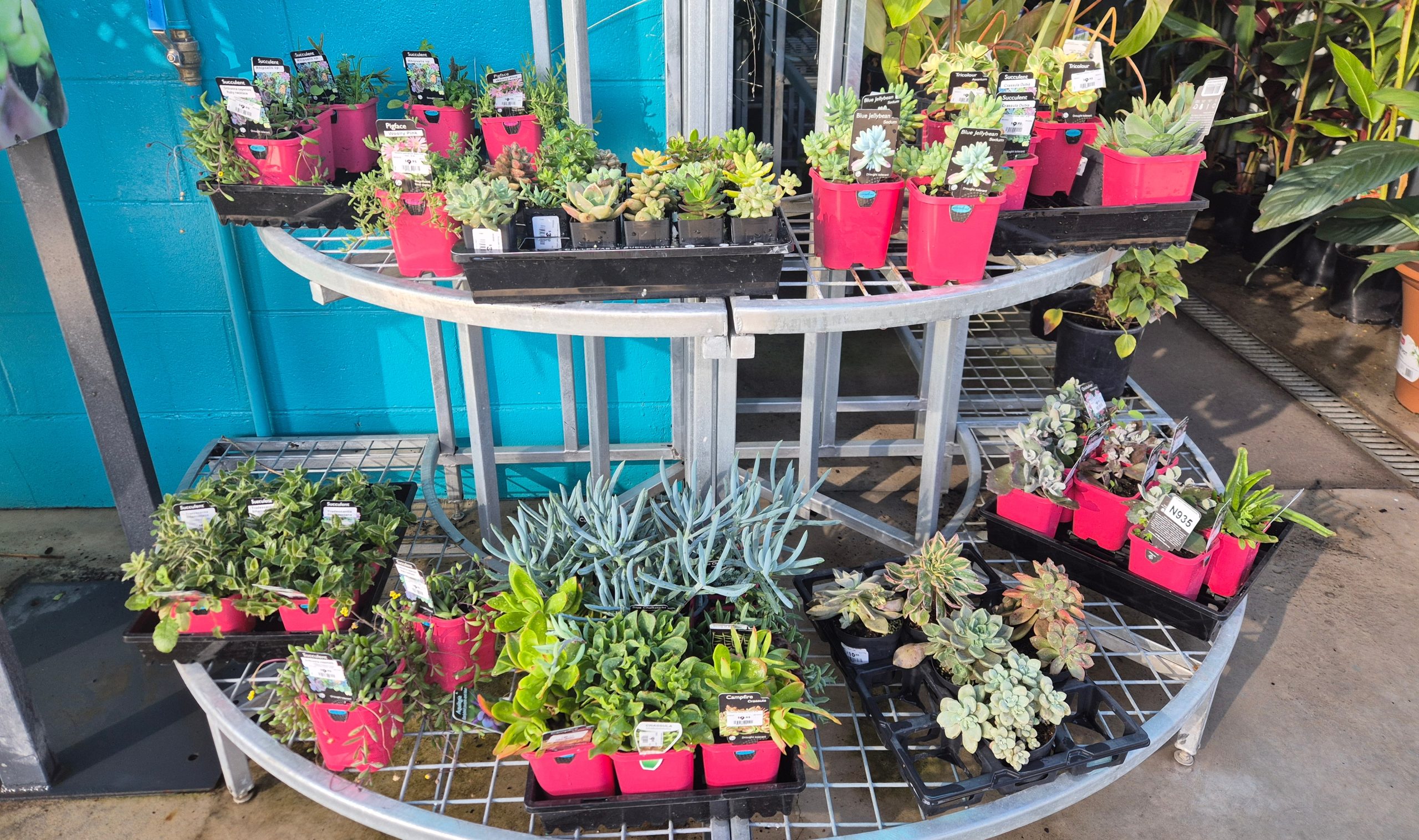 Image for Sasha at Dipper’s Garden Centre in Moree has springtime planting sorted