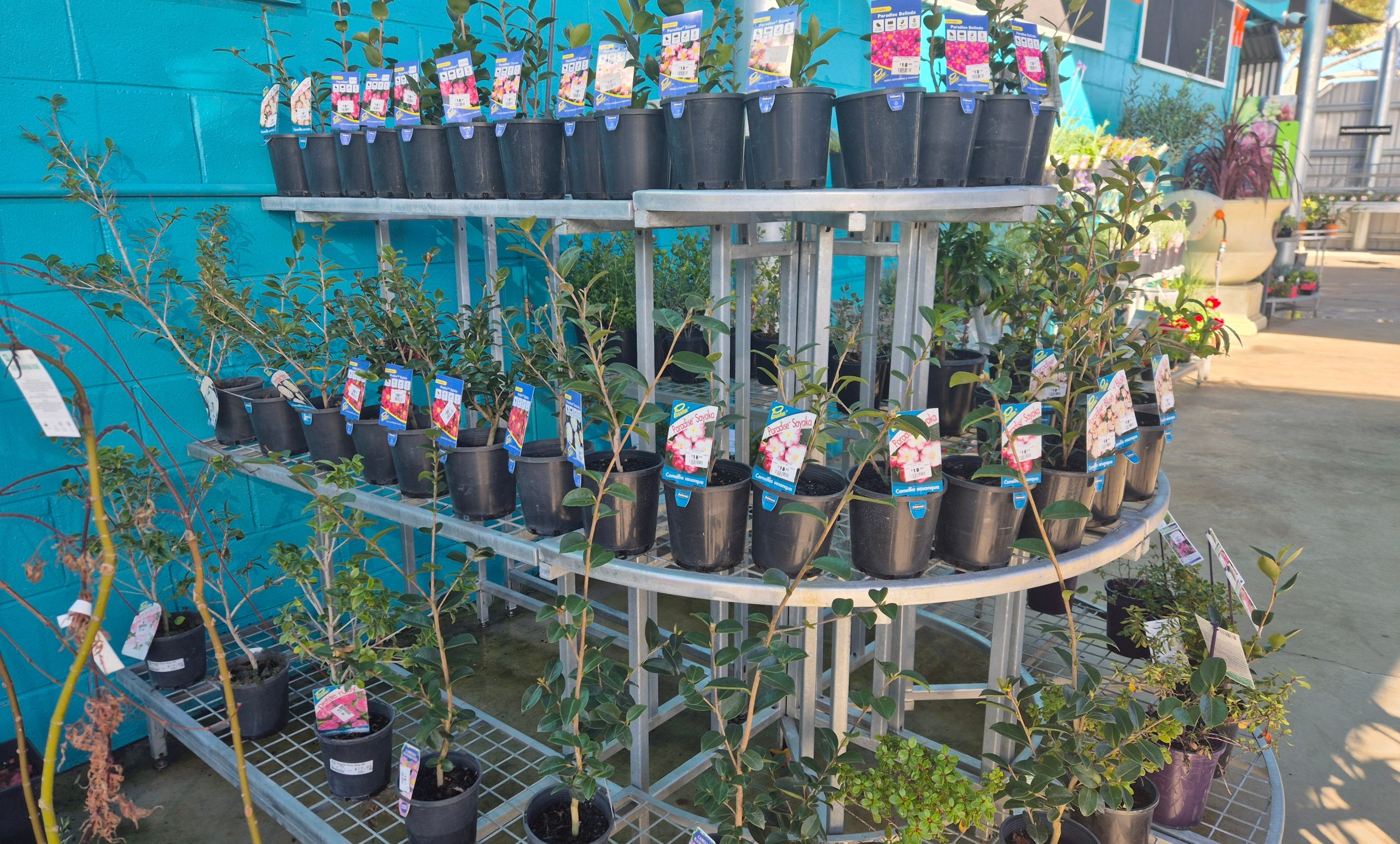 Image for Sasha at Dipper’s Garden Centre in Moree has springtime planting sorted