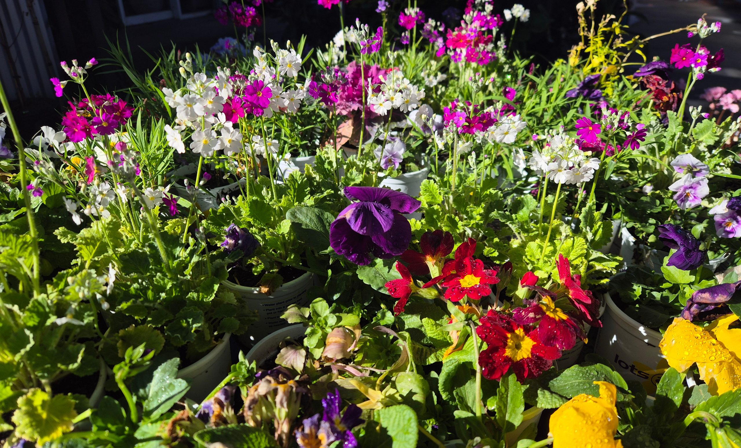 Image for Sasha at Dipper’s Garden Centre in Moree has springtime planting sorted