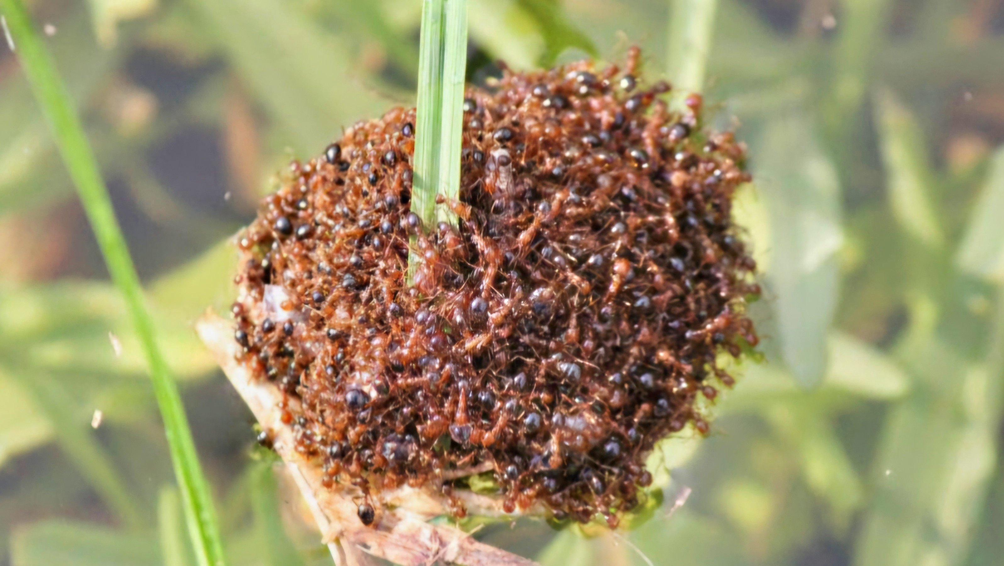 FireAnts001