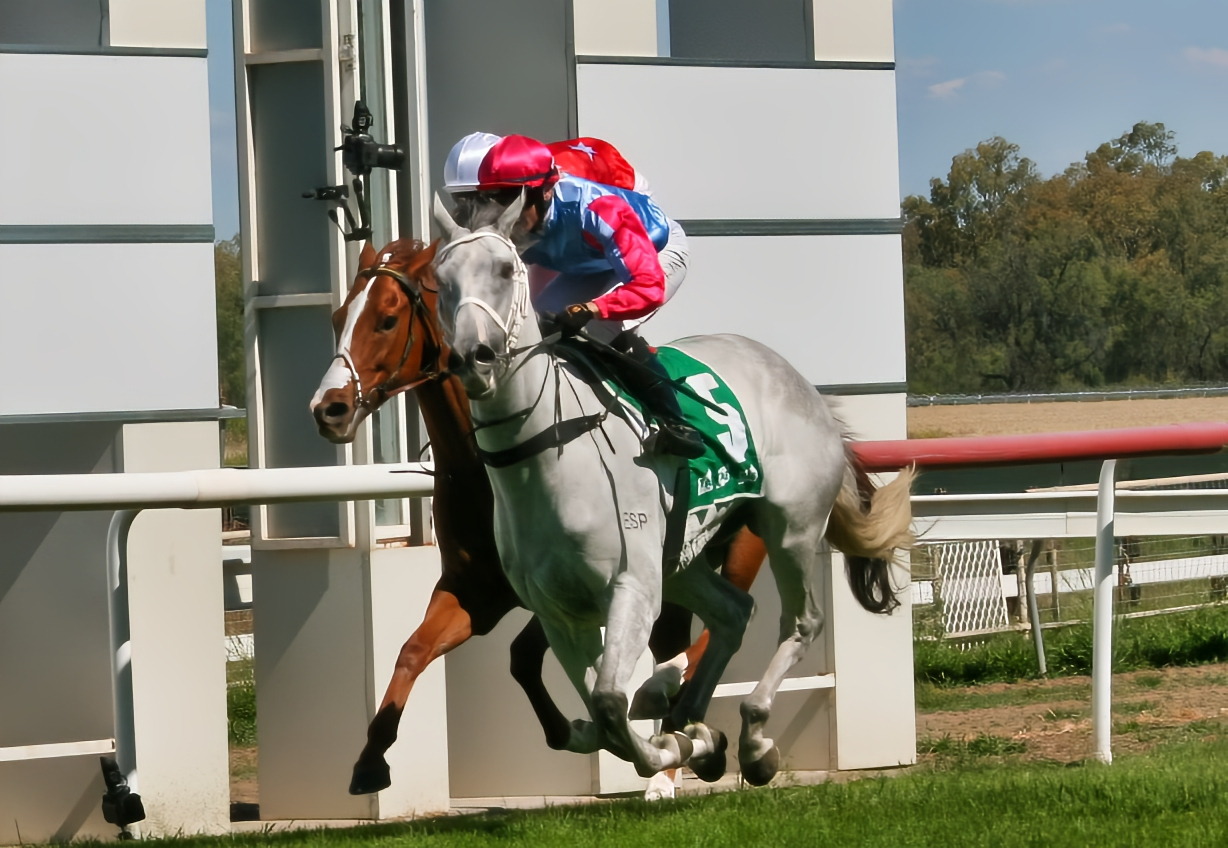 Gunmetal grabs a narrow win with Siena Grima on board at Moree on Friday.