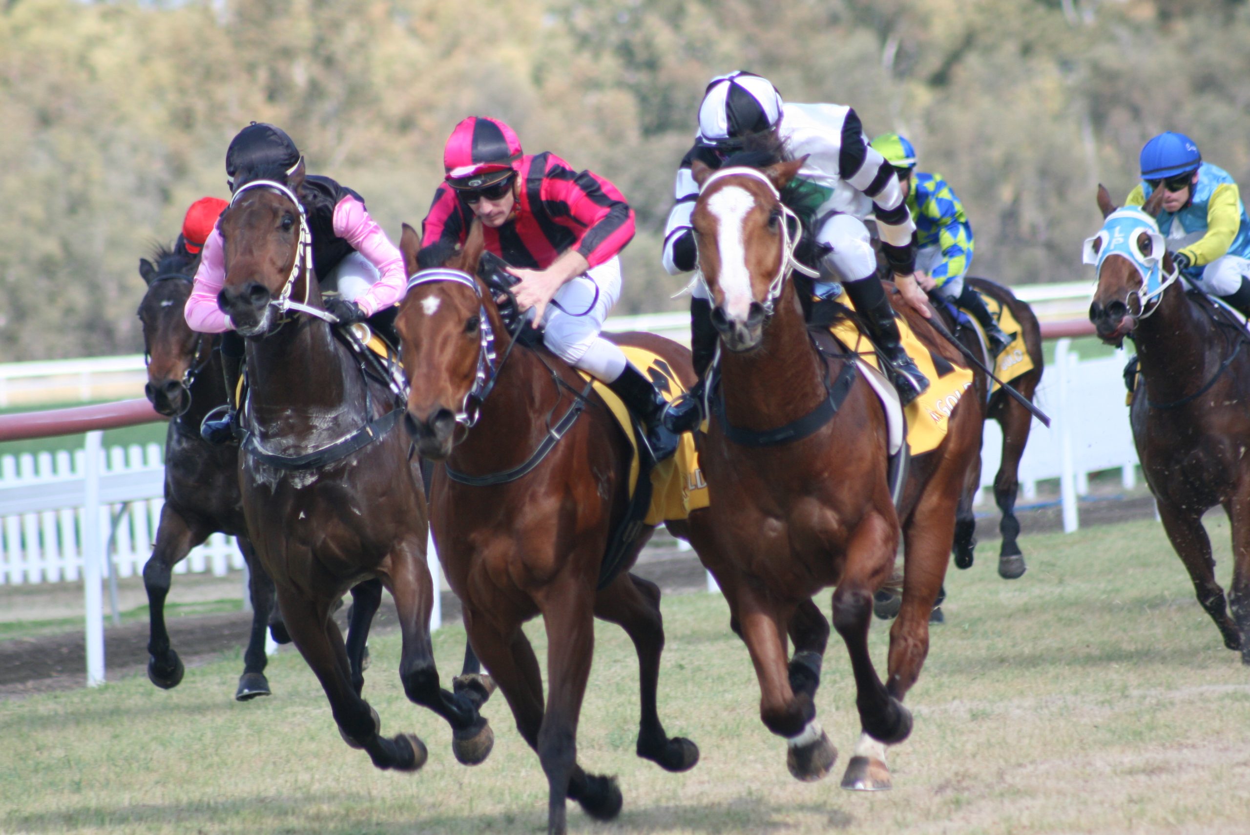 Image for Fathers’ Day in Moree: horsepower and horses