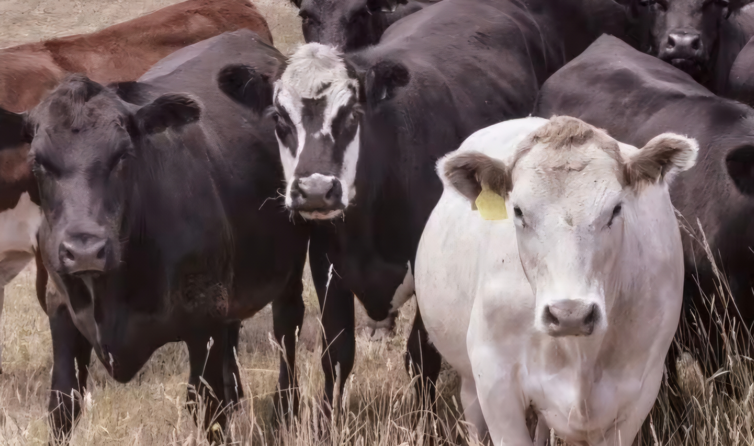 USECows001