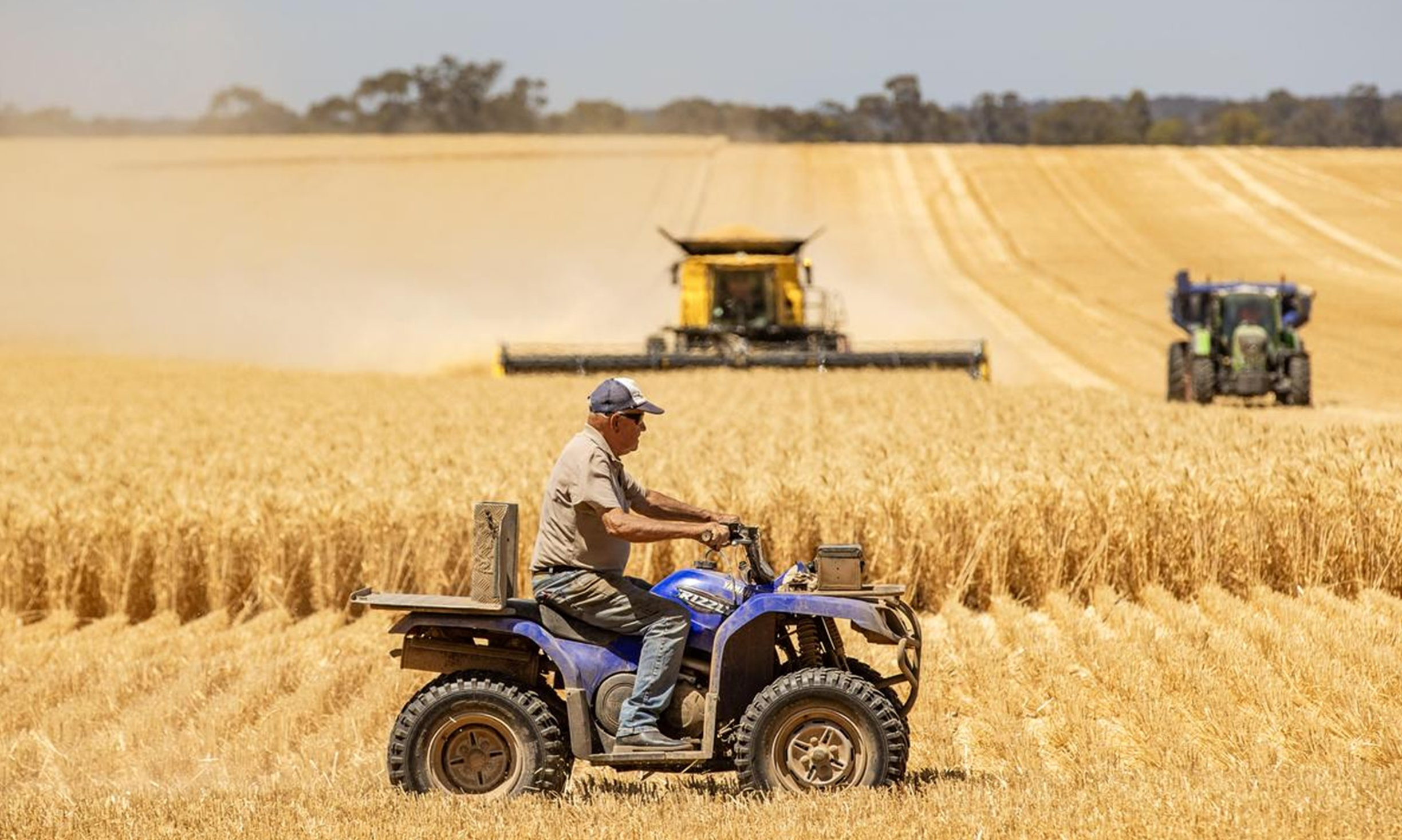 USEFarmersWheatFieldd001