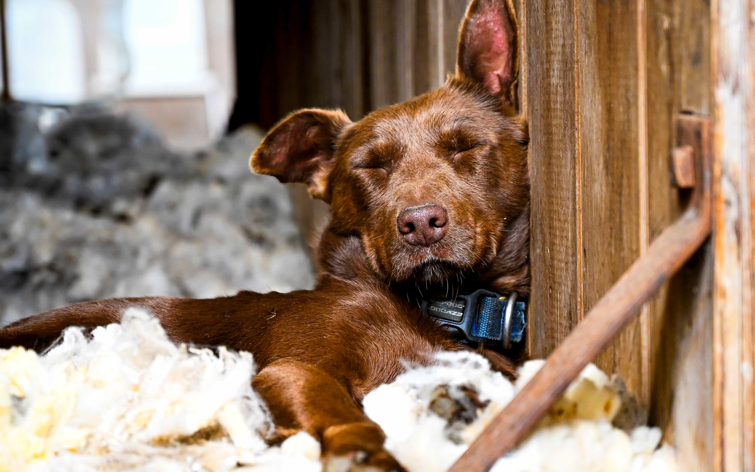 USEFeaturedKelpie001