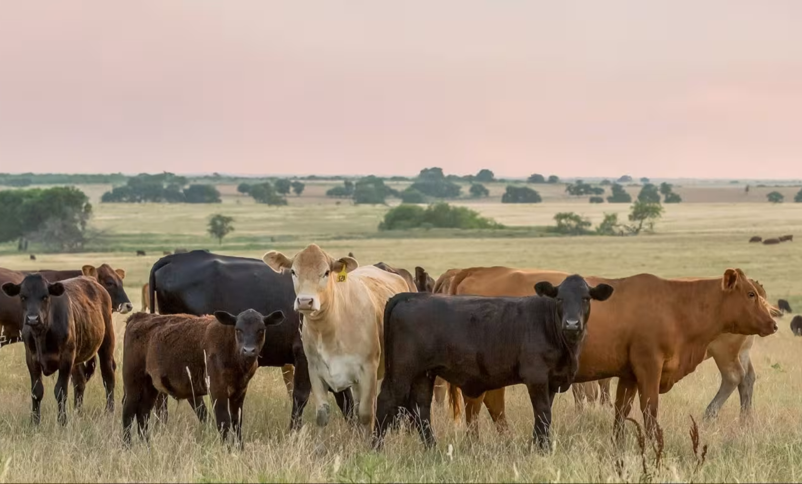 USEFeedBreed001