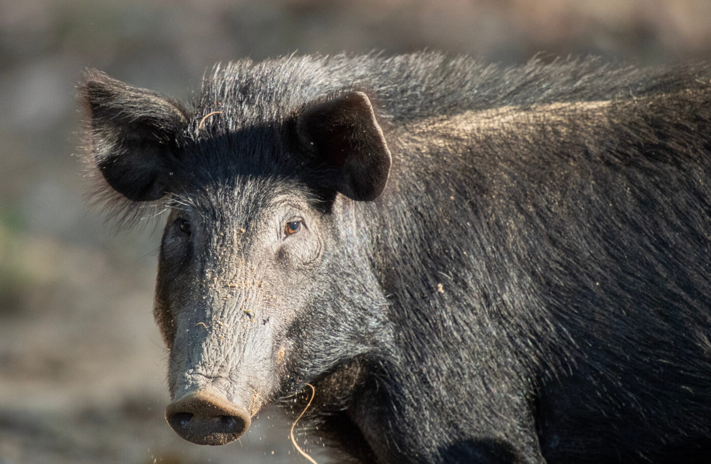 USEFeralPig003