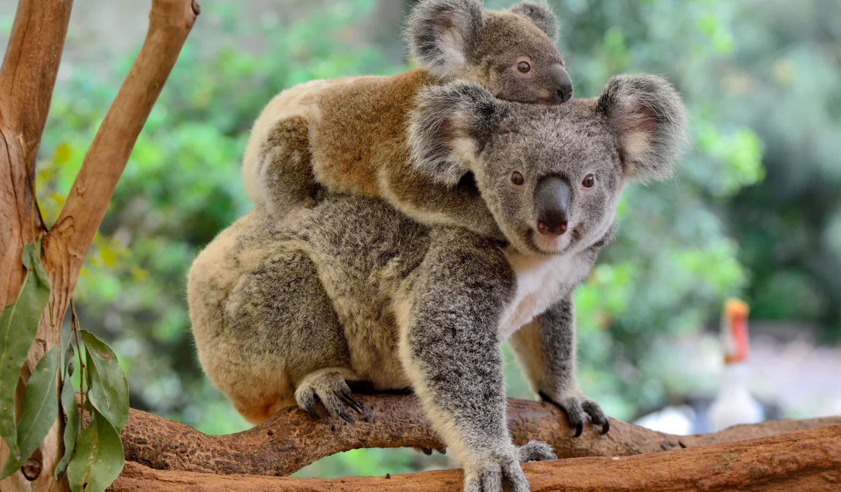 USEKoala001