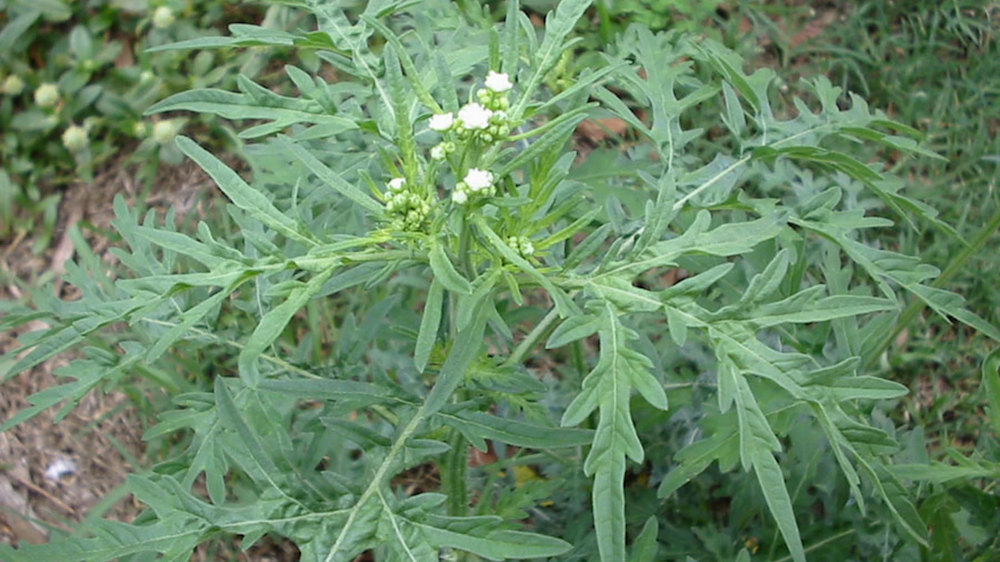 USEParthenium001