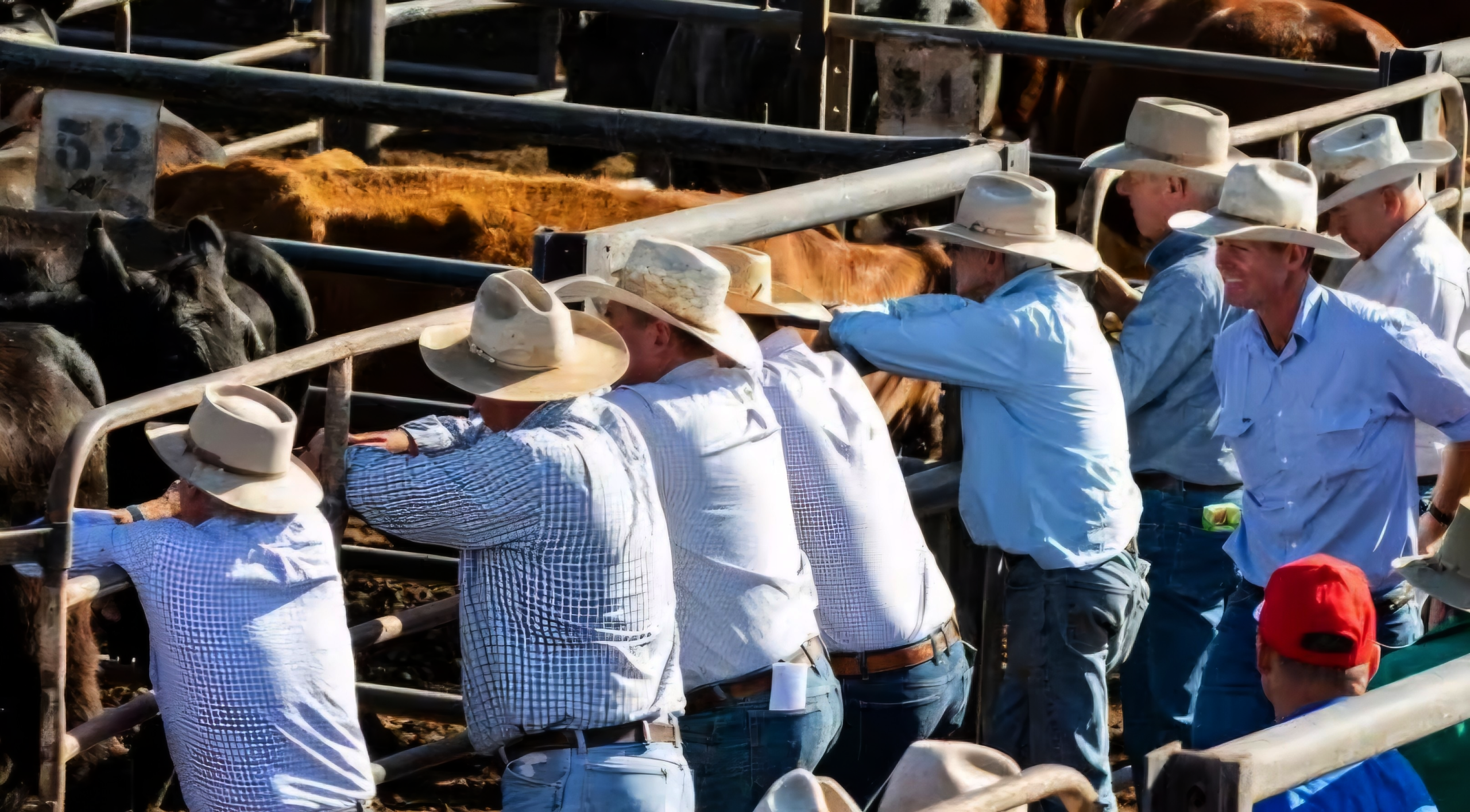 USESaleyards001