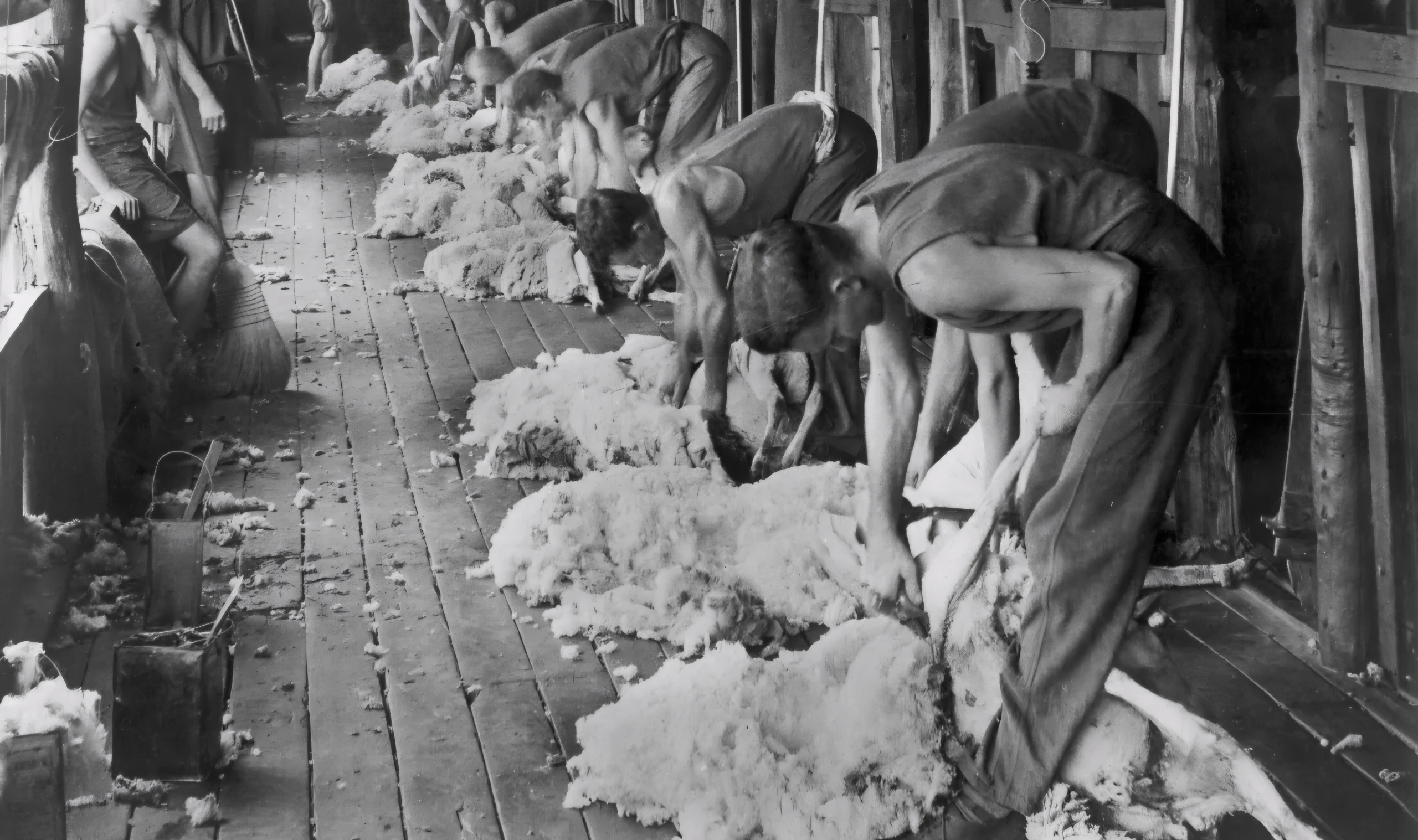 USEShearers001