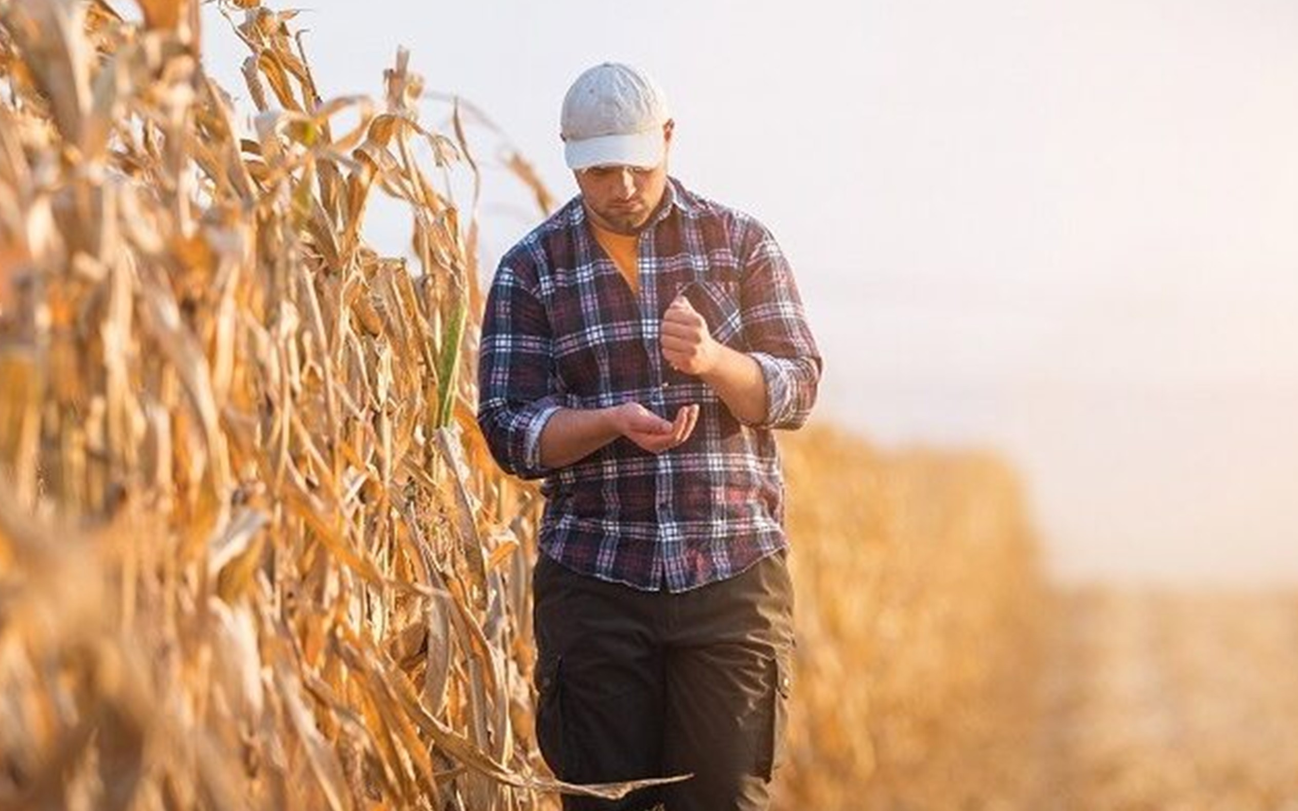 USEWheatSuper001
