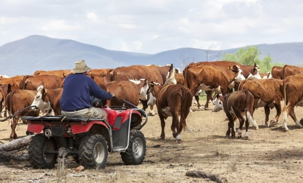 USEfarmer-cattle-quad