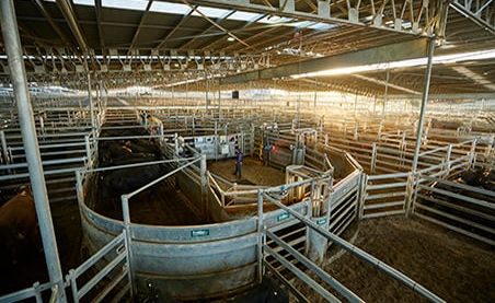 saleyard-ti
